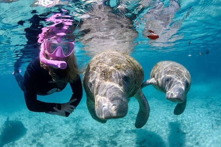 Semi Private Manatee Swim Tour - Photo 1 of 11